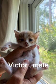 Victor -  Domestic Short Hair Cat for Adoption in Shrewsbury, Massachusetts - Victor | PetCurious