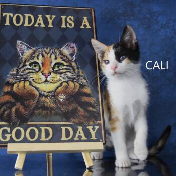 Rescue Domestic Short Hair Cats for Adoption in Yuma, Arizona - Cali | PetCurious