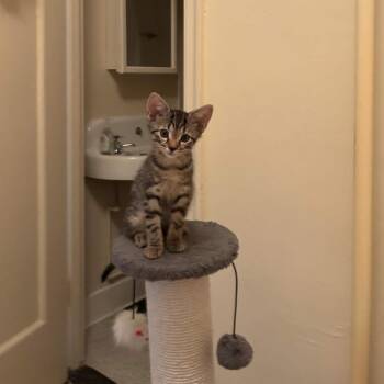Rainforest Cafe -  Domestic Short Hair Cat for Adoption in Baltimore, Maryland - Rainforest Cafe | PetCurious