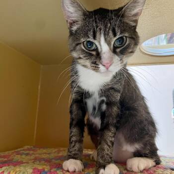 Joy -  Domestic Short Hair Cat for Adoption in Pickering, Ontario - Joy | PetCurious