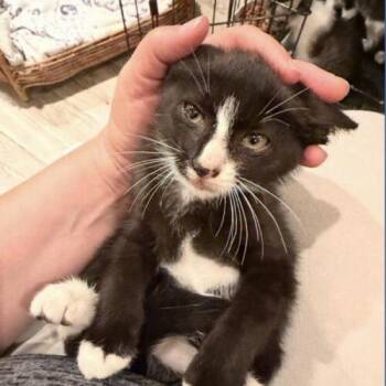 Ace (2) -  Domestic Short Hair Cat for Adoption in Tampa, Florida - Ace (2) | PetCurious