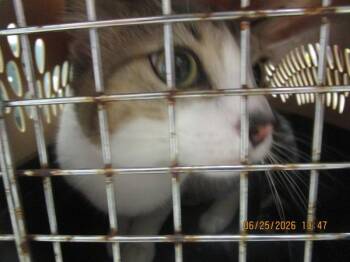 Geoff (690) -  Domestic Short Hair Cat for Adoption in Marietta, Georgia - Geoff (690) | PetCurious