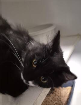 Buddy -  Domestic Medium Hair Cat for Adoption in Thompson Falls, Montana - Buddy | PetCurious