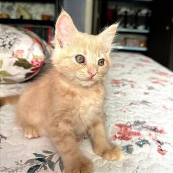 Zara -  Domestic Short Hair Cat for Adoption in Wichita, Kansas - Zara | PetCurious