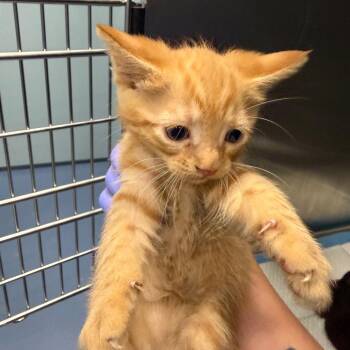 Kingsley -  Domestic Short Hair Cat for Adoption in Greensboro, North Carolina - Kingsley | PetCurious