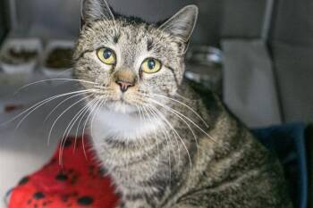 Domestic Short Hair Cats Available for Adoption - LEMON PEPPER | PetCurious