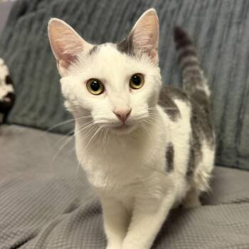 Puff Corn -  Domestic Short Hair Cat for Adoption in Buffalo, Minnesota - Puff Corn | PetCurious