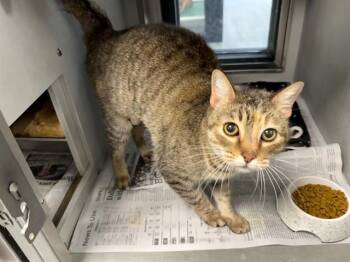 Domestic Short Hair Cats Available for Adoption in Rowlett, Texas - NARANJA | PetCurious