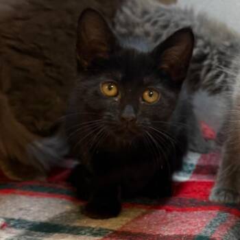 Cuban -  Domestic Short Hair Cat for Adoption in Pittsburgh, Pennsylvania - Cuban | PetCurious