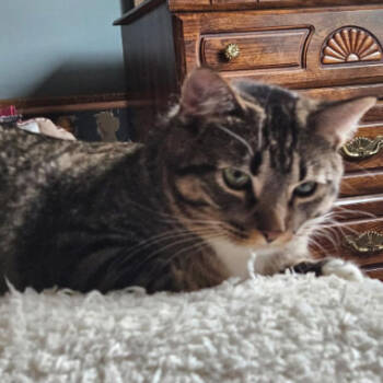 Rescue Domestic Short Hair Cats for Adoption in Saint Paul, Minnesota - General Tator | PetCurious