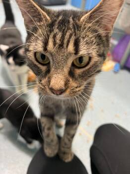 Wren -  Domestic Short Hair Cat for Adoption in Berryville, Virginia - Wren | PetCurious