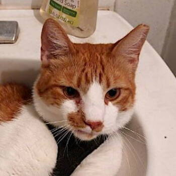 Rescue Domestic Short Hair Cats for Adoption in San Jose, California - Sleeper (Courtesy Post) | PetCurious