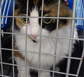 Domestic Short Hair Cats Available for Adoption - PENNY | PetCurious