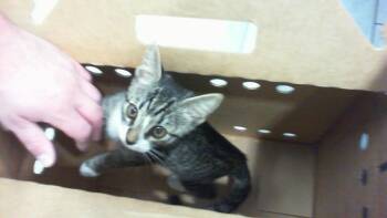 MR MUFFIN -  Domestic Short Hair Cat for Adoption in Charlotte, North Carolina - MR MUFFIN | PetCurious