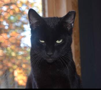 Rescue Domestic Short Hair Cats for Adoption in Melbourne, Arkansas - Noche | PetCurious