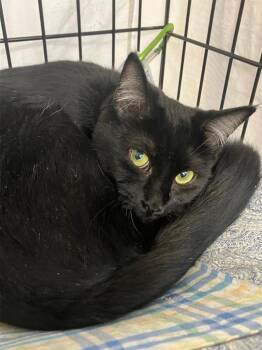 Domestic Short Hair Cats Available for Adoption in Lunenburg, Massachusetts - Sweetness | PetCurious