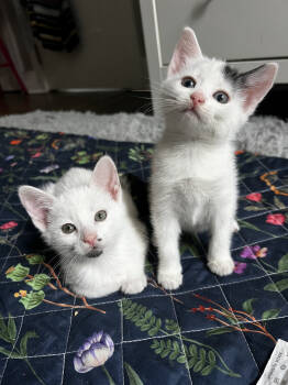 Rescue Domestic Short Hair Cats for Adoption in New York, New York - Cherry And Lilac | PetCurious