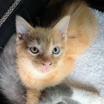 Domestic Short Hair Cats Available for Adoption - Christopher | PetCurious
