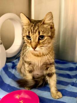 Whiskerwind -  Domestic Short Hair Cat for Adoption in Cape Coral, Florida - Whiskerwind | PetCurious