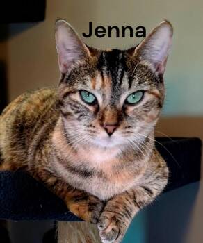 Jenna -  Tabby Cat Available for Adoption in Weems, Virginia - Jenna | PetCurious