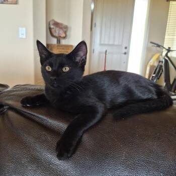 Audrey -  Domestic Short Hair Cat for Adoption in Prescott, Arizona - Audrey | PetCurious