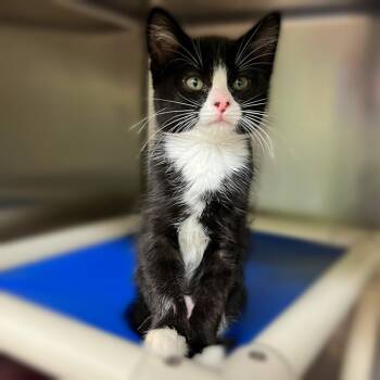 Taffy -  Domestic Short Hair Cat Available for Adoption in Springfield, Illinois - Taffy | PetCurious