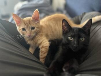 Profiterole and Charcoal -  Domestic Short Hair Cat for Adoption in Seattle, Washington - Profiterole And Charcoal | PetCurious