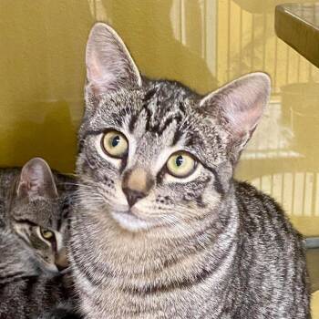 Domestic Short Hair Cats Available for Adoption - Bobsled | PetCurious