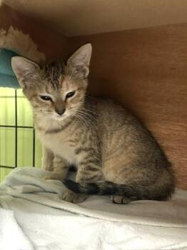 Aphra -  Domestic Short Hair Cat for Adoption in Muskegon, Michigan - Aphra | PetCurious
