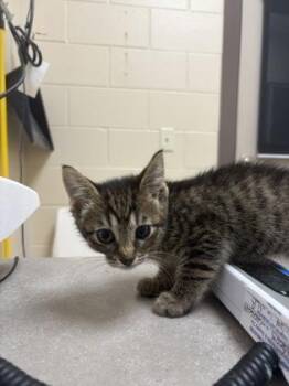 Domestic Short Hair Cats Available for Adoption in Westland, Michigan - Remi | PetCurious