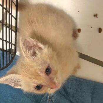 Butterfinger -  Domestic Short Hair Cat for Adoption in Edwardsville, Illinois - Butterfinger | PetCurious