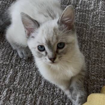 Pippy -  Domestic Short Hair Cat for Adoption in Grantsville, Utah - Pippy | PetCurious