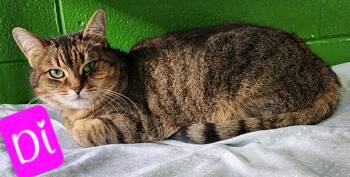Rescue Domestic Short Hair Cats for Adoption in Jim Thorpe, Pennsylvania - Di | PetCurious