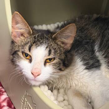 Apple Cider -  Domestic Long Hair Cat for Adoption in Watertown, New York - Apple Cider | PetCurious