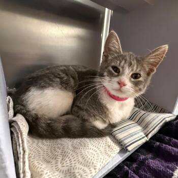 Fiona -  Domestic Short Hair Cat for Adoption in Brentwood, Missouri - Fiona | PetCurious