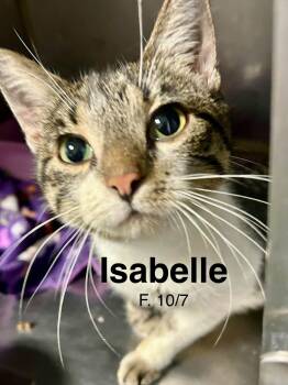 Isabella -  Domestic Short Hair Cat for Adoption in Loogootee, Indiana - Isabella | PetCurious
