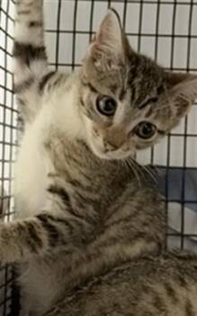 Rescue Domestic Short Hair Cats for Adoption in Fort Lauderdale, Florida - VELVET | PetCurious