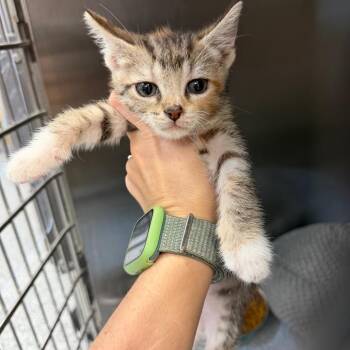 Tia -  Domestic Short Hair Cat for Adoption in Port Charlotte, Florida - Tia | PetCurious