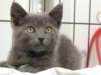 A475107 -  Domestic Short Hair Cat for Adoption in Oklahoma City, Oklahoma - A475107 | PetCurious