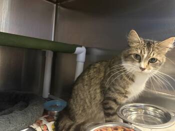26-0485 "Petunia" -  Domestic Short Hair Cat for Adoption in Leavenworth, Kansas - 26-0485 "Petunia" | PetCurious