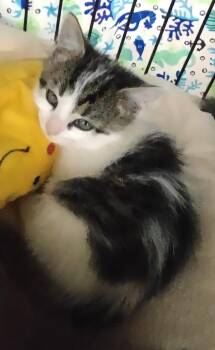 Violet -  Domestic Medium Hair Cat for Adoption in Albemarle, North Carolina - Violet | PetCurious