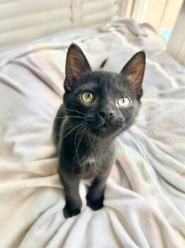Tippy Top -  Domestic Short Hair Cat for Adoption in San Francisco, California - Tippy Top | PetCurious