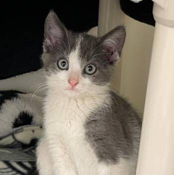 Louis -  Domestic Short Hair Cat for Adoption in Wheaton, Illinois - Louis | PetCurious