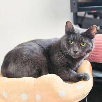 Rescue Domestic Short Hair Cats for Adoption - Shiloh | PetCurious