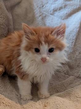 Domestic Long Hair Cats Available for Adoption - Indigo | PetCurious