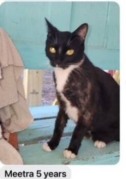 Meetra -  Domestic Short Hair Cat for Adoption in Bend, Oregon - Meetra | PetCurious
