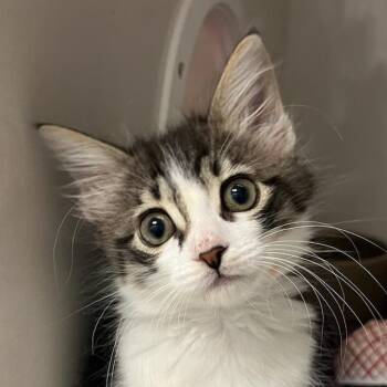 Domestic Short Hair Cats Available for Adoption in Redwood City, California - Maggie | PetCurious