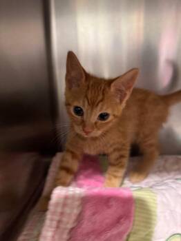 Sunny -  Domestic Short Hair Cat for Adoption in Labelle, Florida - Sunny | PetCurious