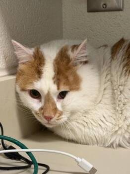 Chunk -  Domestic Short Hair Cat for Adoption in Wichita, Kansas - Chunk | PetCurious