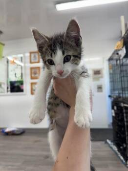 Bronx -  Domestic Short Hair Cat for Adoption in Glenfield, New York - Bronx | PetCurious